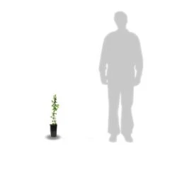 Clématite Ruutel/pot De 2l -Ryobi Jardin Boutique 63ed46b01e5f62.84286256