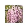 Glycine Du Japon Floribunda Pink Ice/pot De 3l - Echelle Bambou 60/120 Cm