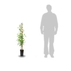 Jasmin Blanc Officinale/pot De 3l - Echelle Bambou 60/120 Cm -Ryobi Jardin Boutique 63ed46ecabc502.91203662