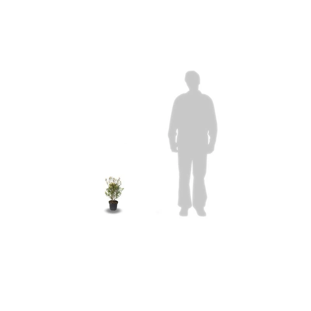 Azalée Japonaise Japonica Mme Van Heck/pot De 3l - 20/40 Cm 2 Azalée Japonaise Japonica Mme Van Heck/pot De 3l - 20/40 Cm – Image 2