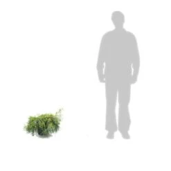 Faux Cyprès Pisifera Sungold/pot De 5l - 40/60 Cm -Ryobi Jardin Boutique 63ed4c190cca06.54404568