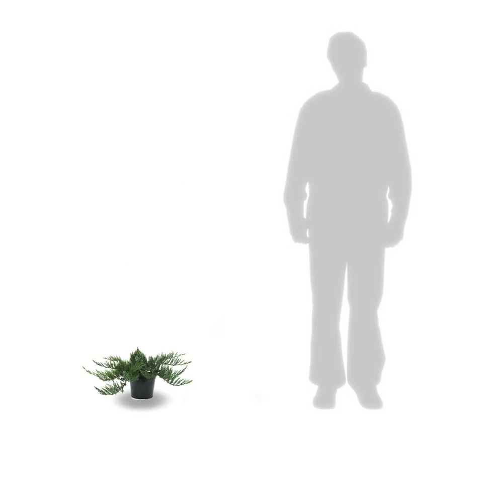 Genévrier Sabine Sabina Tamariscifolia/pot De 3l - 20/40 Cm 2 Genévrier Sabine Sabina Tamariscifolia/pot De 3l - 20/40 Cm – Image 2