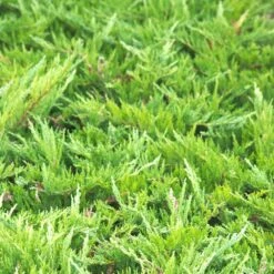 Genévrier Sabine Sabina Tamariscifolia/pot De 3l - 20/40 Cm