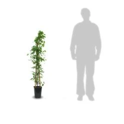 Clématite Armandii Snowdrift/pot De 6l - Tipi Bambou 90/150 Cm -Ryobi Jardin Boutique 63ed526f6af959.88319790