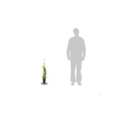 Chèvrefeuille Periclymenum Serotina/pot De 1,5l - Tuteur Bambou 30/60 Cm -Ryobi Jardin Boutique 63efe6562eac30.15111862