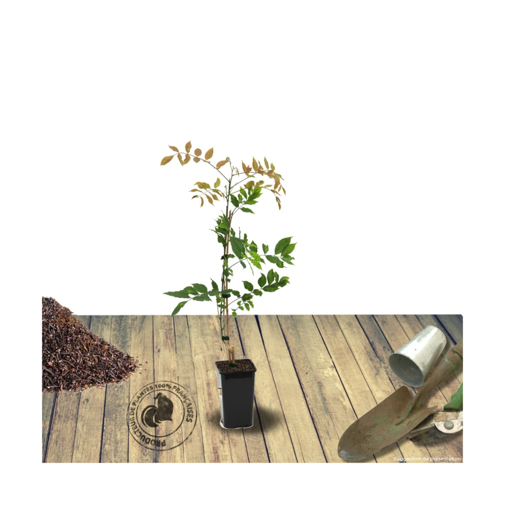 Glycine Du Japon Floribunda Cascade/pot De 3l - Echelle Bambou 60/120 Cm 2 Glycine Du Japon Floribunda Cascade/pot De 3l - Echelle Bambou 60/120 Cm – Image 2