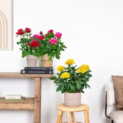 3x Mélange De Rosiers En Pot – Rosa – Patio & Plante D'intérieur – ⌀12cm – ↕20-30cm -Ryobi Jardin Boutique 63f3b946bd22a2.84993476