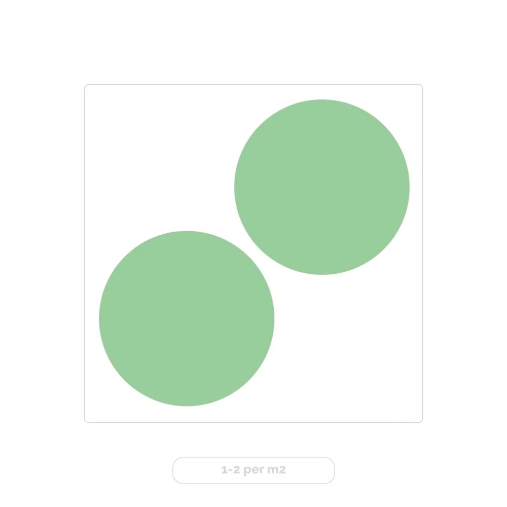 Eucalyptus Gunnii - Gommier - Arbuste - Persistant – ⌀17 Cm - ↕40-50 Cm 3 Eucalyptus Gunnii - Gommier - Arbuste - Persistant – ⌀17 Cm - ↕40-50 Cm – Image 3