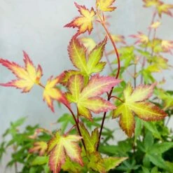 Acer Palmatum 'little Princess' – érable Du Japon – Arbuste - Rustique – ⌀19 Cm - ↕40-50 Cm -Ryobi Jardin Boutique 63f3b95f4ce7f5.69030143