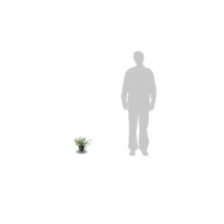 Ceanothe Delilianus Henry Desfosse/pot De 3l - 20/40 Cm -Ryobi Jardin Boutique 63f4b648df0384.25797546