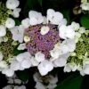 Hortensia Aspera Sargentiana/godet - 5/20 Cm