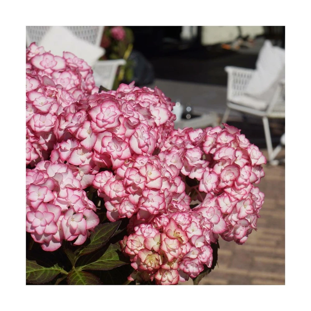 Hortensia You&me® Miss Saori 'h2002'/pot De 4l - 40/60 Cm 4 Hortensia You&me® Miss Saori 'h2002'/pot De 4l - 40/60 Cm – Image 4