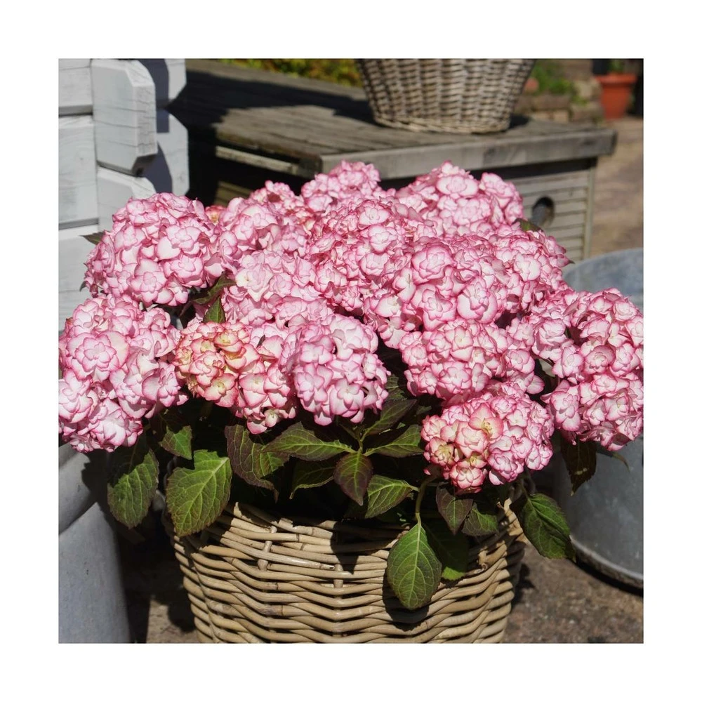 Hortensia You&me® Miss Saori 'h2002'/pot De 4l - 40/60 Cm 2 Hortensia You&me® Miss Saori 'h2002'/pot De 4l - 40/60 Cm – Image 2