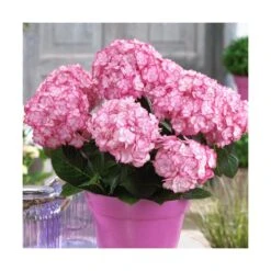 Hortensia You&me® Miss Saori 'h2002'/pot De 4l - 40/60 Cm