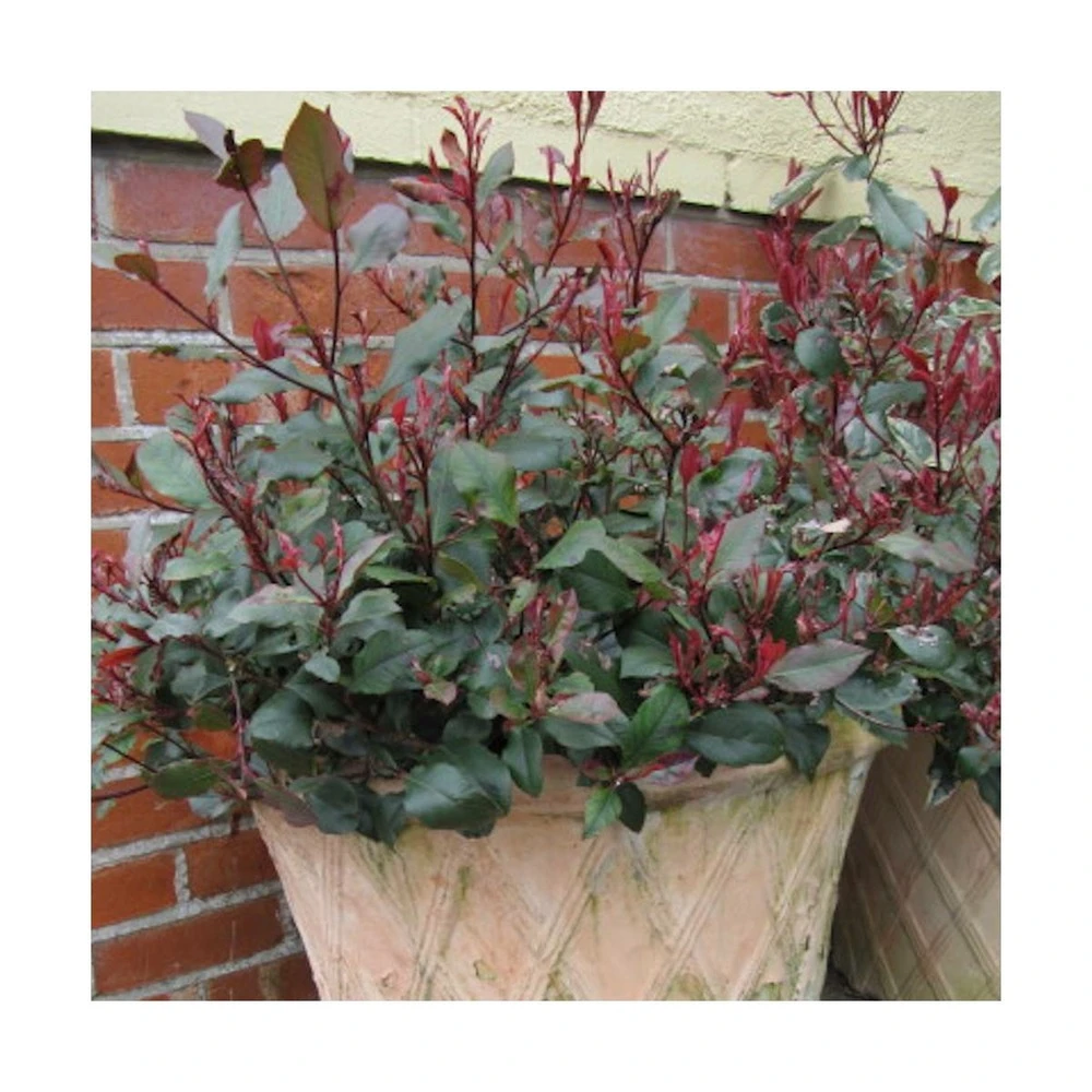 Photinia X Fraseri Little Red Robin/pot De 7,5l - 40/60 Cm 2 Photinia X Fraseri Little Red Robin/pot De 7,5l - 40/60 Cm – Image 2