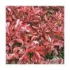 Photinia X Fraseri Little Red Robin/pot De 5l - 40/60 Cm