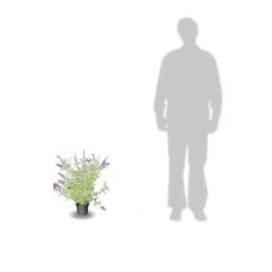 Arbre Aux Papillons Davidii Black Knight/pot De 4l - 40/60 Cm -Ryobi Jardin Boutique 63f4b9ebbeb436.52219515