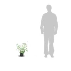 Arbre Aux Papillons Davidii White Profusion/pot De 4l - 40/60 Cm -Ryobi Jardin Boutique 63f4b9ee688be0.68061999