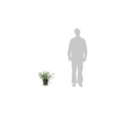 Ceanothe Delilianus Gloire De Versailles/pot De 7,5l - 40/60 Cm -Ryobi Jardin Boutique 63f4ba249eb851.10269201