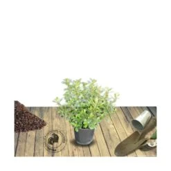 Escallonia X Donard Radiance/pot De 3l - 20/40 Cm