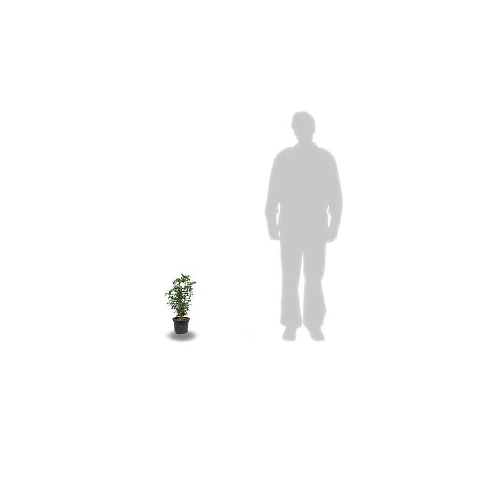 Hibiscus Syriacus French Cabaret® Red 'mindour1'/pot De 4l 2 Hibiscus Syriacus French Cabaret® Red 'mindour1'/pot De 4l – Image 2