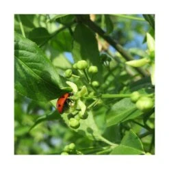 Fusain D'europe Europaeus/pot De 3l - 40/60 Cm 7 Fusain D'europe Europaeus/pot De 3l - 40/60 Cm -Ryobi Jardin Boutique 63f4ba42a1b922.67424336