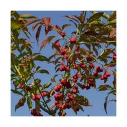 Fusain D'europe Europaeus/pot De 3l - 40/60 Cm 6 Fusain D'europe Europaeus/pot De 3l - 40/60 Cm -Ryobi Jardin Boutique 63f4ba42a54d26.48055387