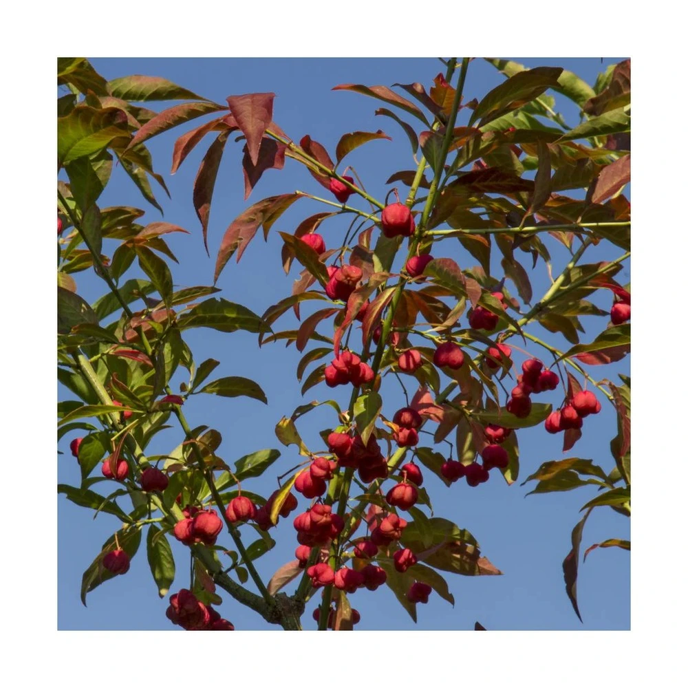 Fusain D'europe Europaeus/pot De 3l - 40/60 Cm 3 Fusain D'europe Europaeus/pot De 3l - 40/60 Cm – Image 3