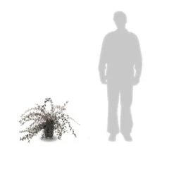 Cotoneaster Lacteus/pot De 3l - 40/60 Cm 5 Cotoneaster Lacteus/pot De 3l - 40/60 Cm -Ryobi Jardin Boutique 63f4ba6ae73968.45907339