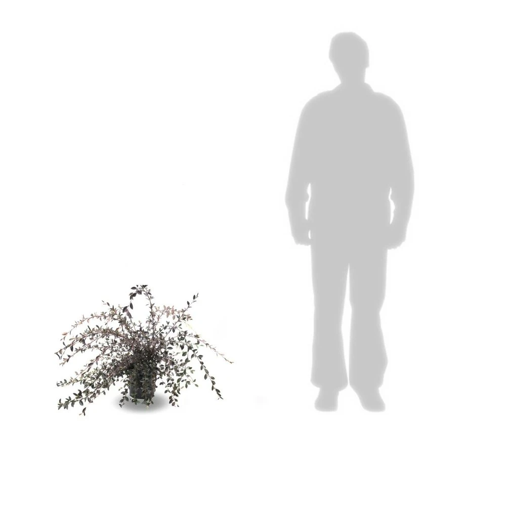 Cotoneaster Lacteus/pot De 3l - 40/60 Cm 3 Cotoneaster Lacteus/pot De 3l - 40/60 Cm – Image 3