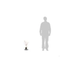 Cornouiller Soyeux Stolonifera Kelsey/pot De 4l - 40/60 Cm -Ryobi Jardin Boutique 63f4ba6c4579c5.36459365