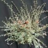 Cotoneaster Franchetti/pot De 7,5l - 60/80 Cm