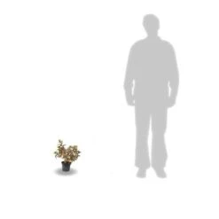 Hortensia Paniculata Kyushu/pot De 4l 5 Hortensia Paniculata Kyushu/pot De 4l -Ryobi Jardin Boutique 63f4bb00570ec7.14025646