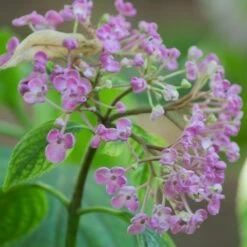 Hortensia De Virginie Arborescens Pink Annabelle®/pot De 4l - 40/60 Cm