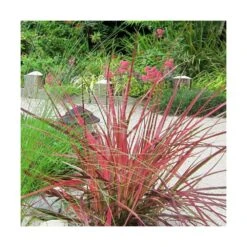 Herbe Aux écouvillons Setaceum Firework/pot De 3l - 20/40 Cm 6 Herbe Aux écouvillons Setaceum Firework/pot De 3l - 20/40 Cm -Ryobi Jardin Boutique 63f4cb022a85f3.27805263