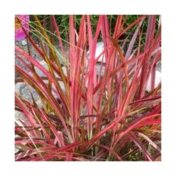 Herbe Aux écouvillons Setaceum Firework/pot De 3l - 20/40 Cm 7 Herbe Aux écouvillons Setaceum Firework/pot De 3l - 20/40 Cm -Ryobi Jardin Boutique 63f4cb022e8090.71543170