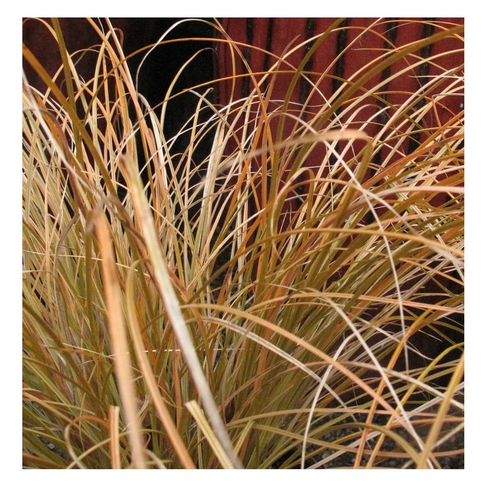 Laîche Testacea Prairie Fire/pot De 2 L - 40/60 Cm 1 Laîche Testacea Prairie Fire/pot De 2 L - 40/60 Cm