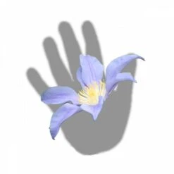 Clématite Integrifolia Blue River® 'zoblueriver'/pot De 3l - Echelle Bambou 60/120 Cm -Ryobi Jardin Boutique 63f4cebbd865d8.12957379