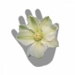 Clématite Guernsey Cream/pot De 3l - Echelle Bambou 60/120 Cm -Ryobi Jardin Boutique 63f4ced88baef3.65976902