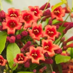 Bignone Capreolata Atrosanguinea/pot De 1,5l - Tuteur Bambou 30/60 Cm -Ryobi Jardin Boutique 63f4cef710d0e6.83953406