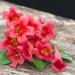 Bignone Capreolata Atrosanguinea/pot De 1,5l - Tuteur Bambou 30/60 Cm -Ryobi Jardin Boutique 63f4cef7186c97.26425340