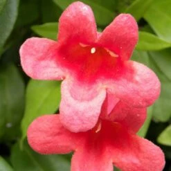 Bignone Capreolata Atrosanguinea/pot De 1,5l - Tuteur Bambou 30/60 Cm -Ryobi Jardin Boutique 63f4cef73d4be0.20747155