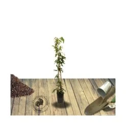 Clématite Armandii Enham Star/pot De 3l - Echelle Bambou 60/120 Cm -Ryobi Jardin Boutique 63f4cf57d6a260.15793300