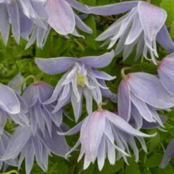 Clématite Macropetala/pot De 3l - Echelle Bambou 60/120 Cm