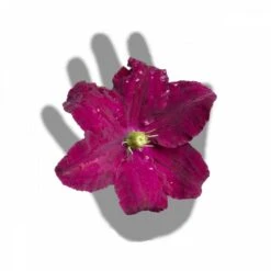 Clématite Niobe/pot De 3l - Echelle Bambou 60/120 Cm -Ryobi Jardin Boutique 63f4cfc92b9b23.91620428