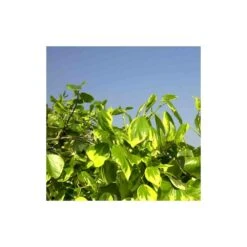 Lierre Des Colchide Colchica Dentata Variegata/pot De 3l - Echelle Bambou 60/120 Cm -Ryobi Jardin Boutique 63f4cfeaeaa613.37860565