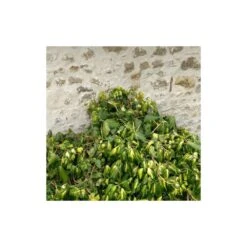 Lierre Des Colchide Colchica Dentata Variegata/pot De 3l - Echelle Bambou 60/120 Cm -Ryobi Jardin Boutique 63f4cfeaedea79.37613932