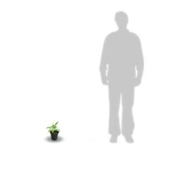 Clématite Florida Cassis™ 'evipo020'/pot De 1,5l - Tuteur Bambou 30/60 Cm -Ryobi Jardin Boutique 63f4d0024fcf41.91234118