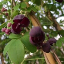 Akebie Pentaphylla/godet - 5/10 Cm