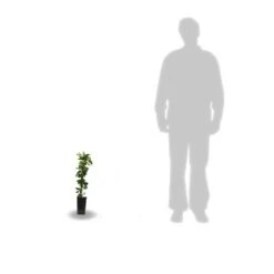 Chèvrefeuille Japonica Hall's Prolific/pot De 1,5l - Tuteur Bambou 30/60 Cm -Ryobi Jardin Boutique 63f4d010891aa4.12503587